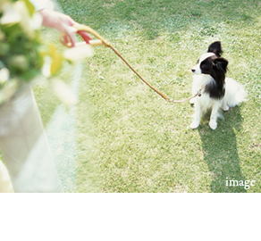 Pets (please inquire)