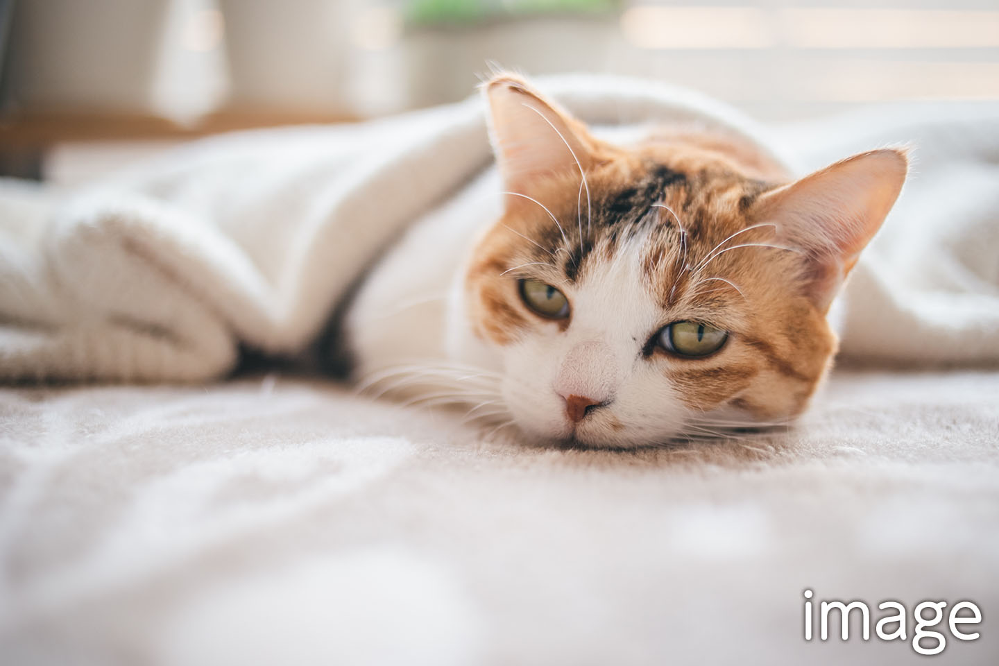 コンシェルジュサービス イメージ画像