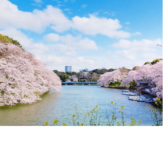 Chidorigafuchi:Approx. 300 m/4 minute-walk