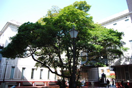 横浜開港博物館の中庭にある現在の玉楠