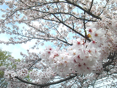 桜に彩られる横浜　～春の陽気を感じる～