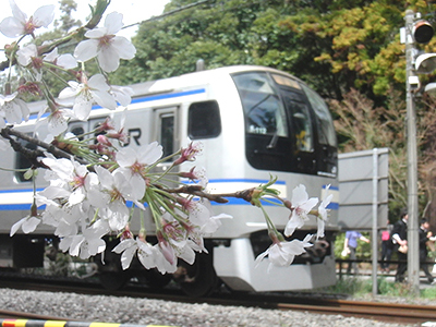 北鎌倉駅-鎌倉駅間を走る横須賀線と桜