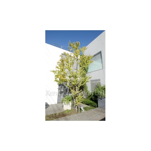 等々力Ａｐａｒｔｍｅｎｔ２２５